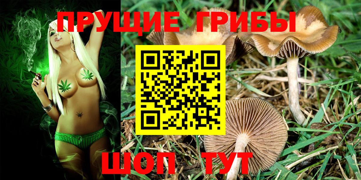 Галлюциногенные грибы Cubensis Большой Камень